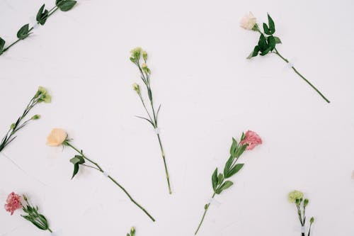Безкоштовне стокове фото на тему «білої поверхні, квіти, квітучий»