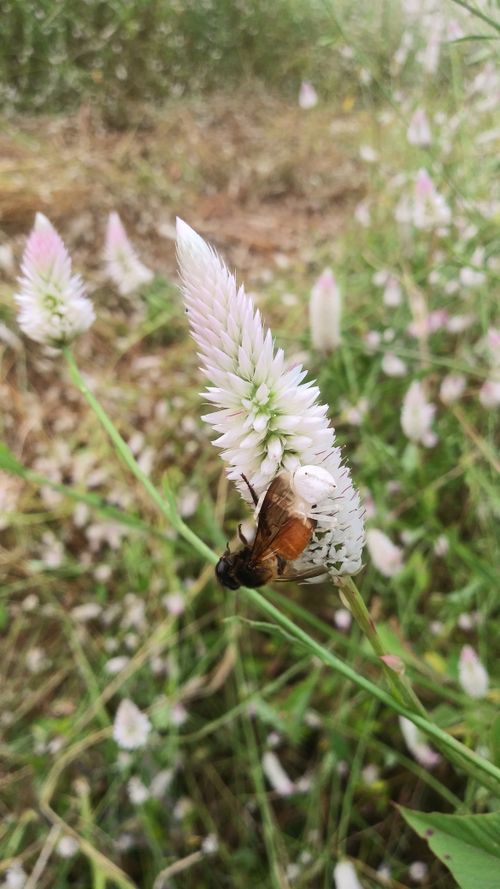 Free stock photo of flower, honey bee, white spider Stock Photo
