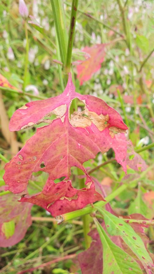 Free stock photo of autumn leaf, red color Stock Photo