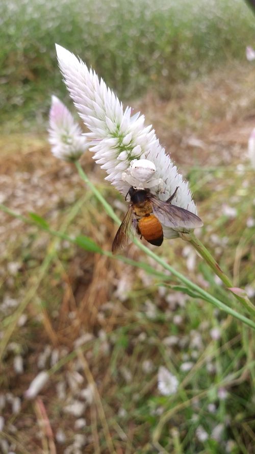 Free stock photo of flower, honey bee, white spider Stock Photo