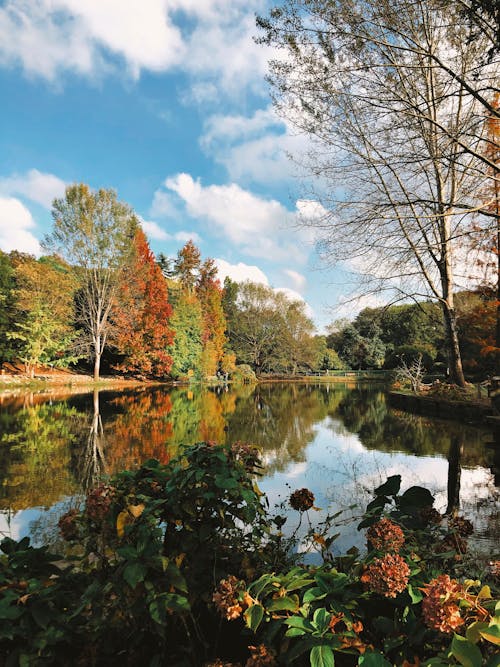 Autumn Forest by Lake Shore