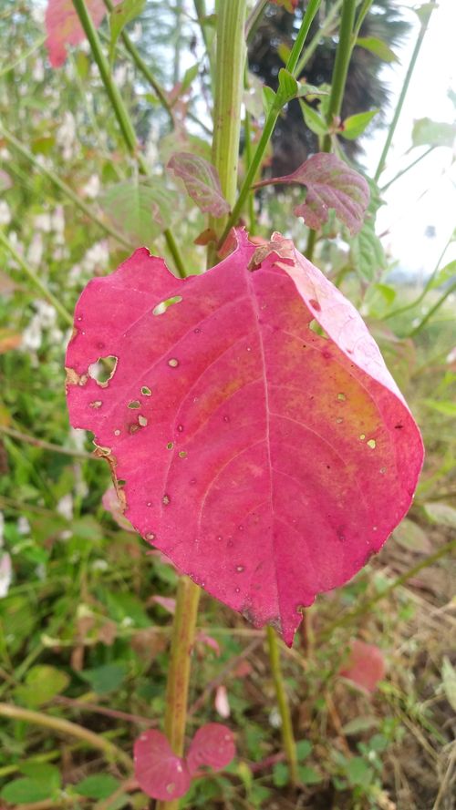 Free stock photo of autumn leaf, red color Stock Photo