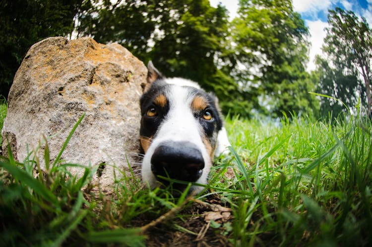 Close-Up Shot Of Border Collie On The Grass Near Rock