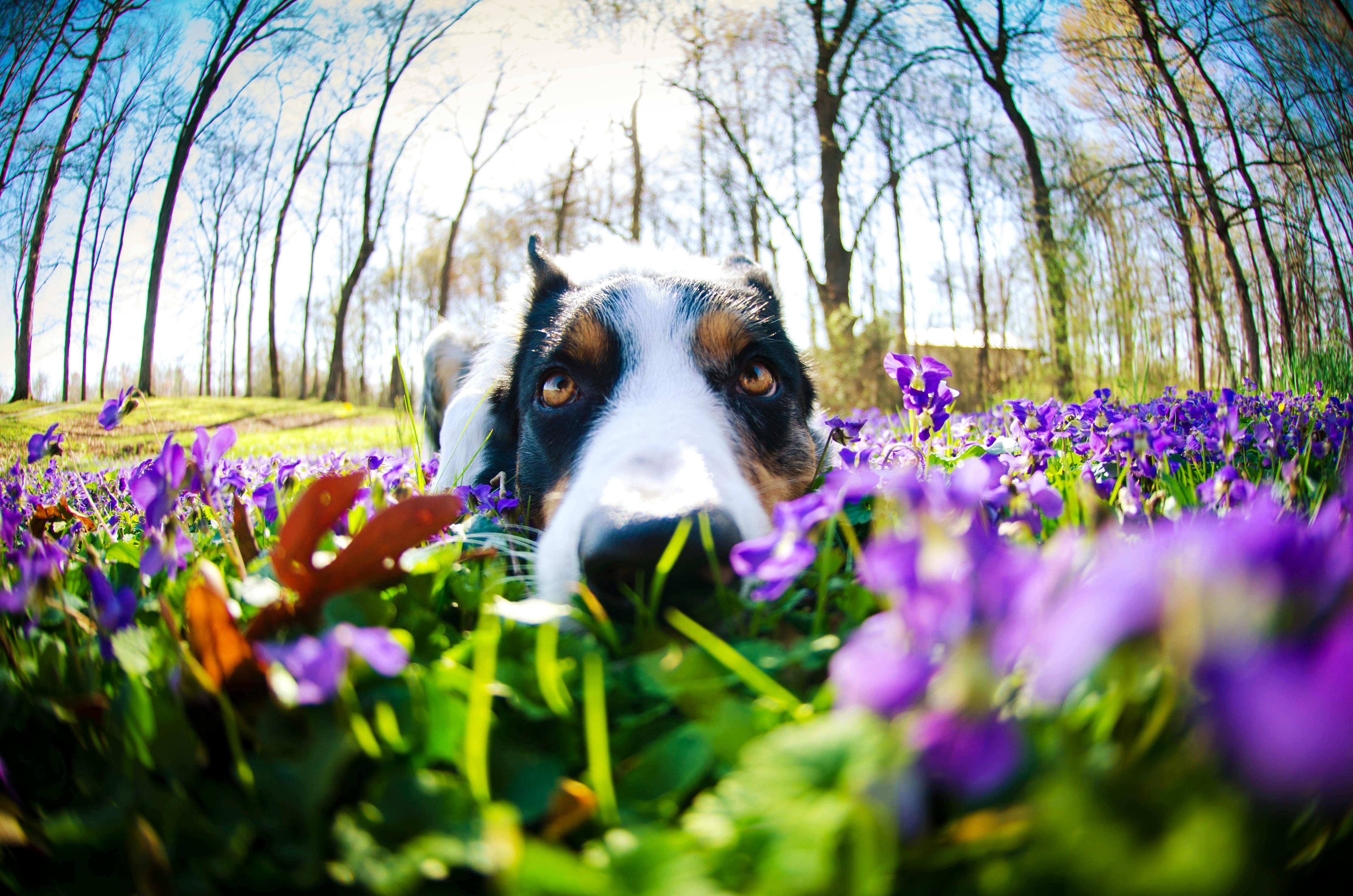 A playful Border Collie lays in a vibrant flower field captured with a fisheye lens.