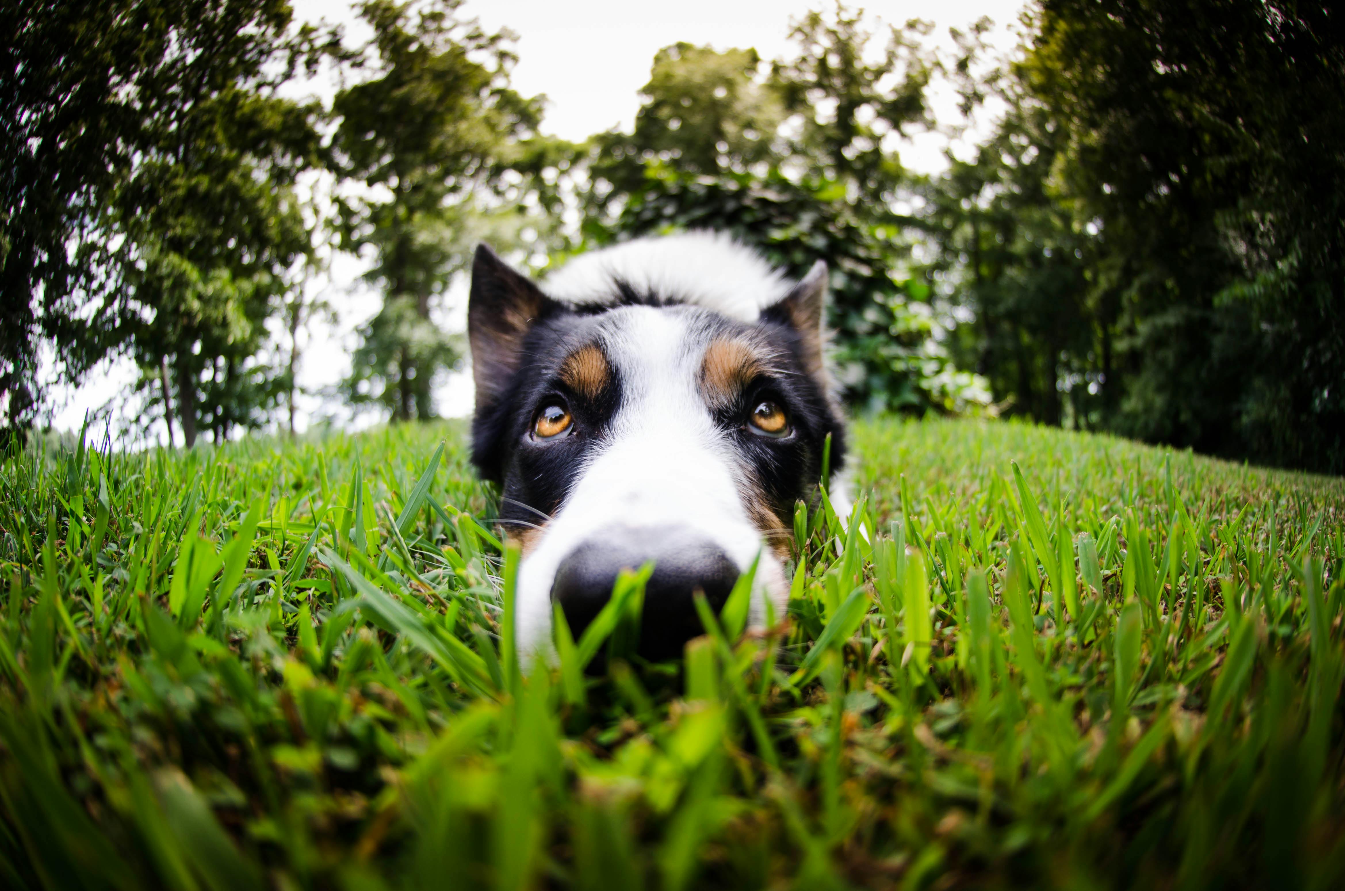 FWC urges pet safety after Collier County man is bitten by alligator near pond — Photo by Brixiv on Pexels