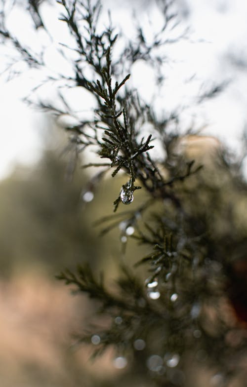 Free stock photo of outdoors, pinetree, water drop