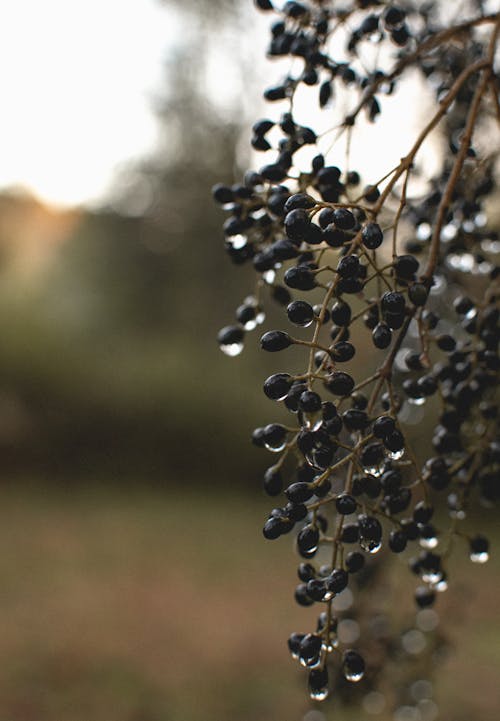 Free stock photo of berry, water drop Stock Photo