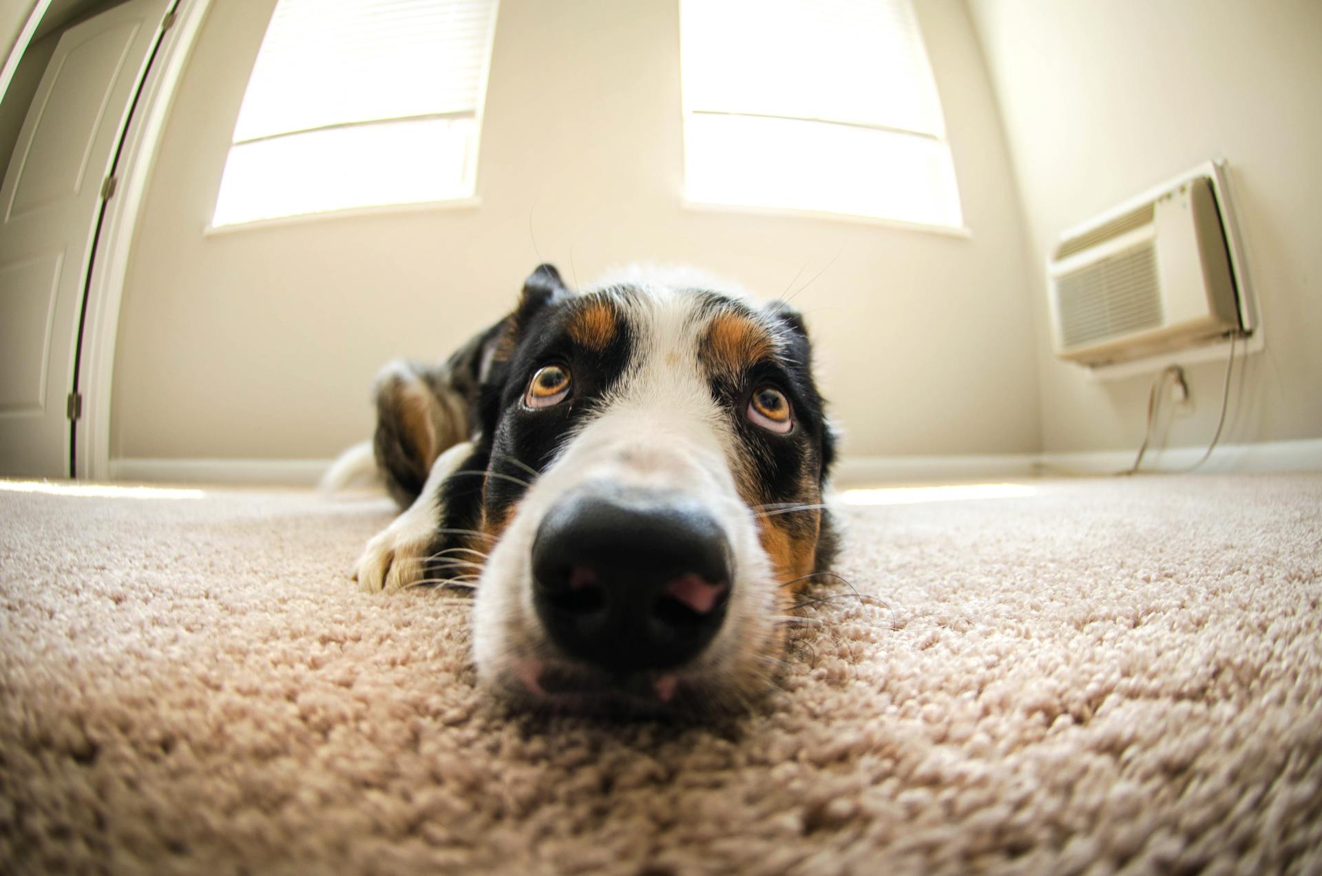 A Dog on the Carpet