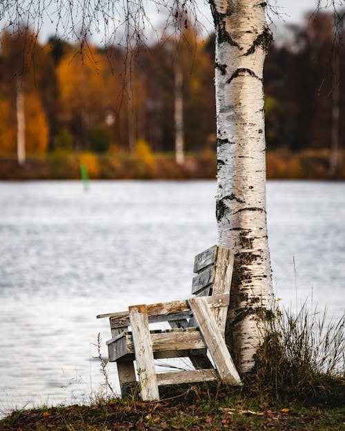Безкоштовне стокове фото на тему «вертикальні постріл, дерев'яний стілець, дерево»