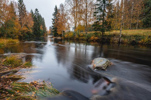 Free River Between Trees in Autumn  Stock Photo