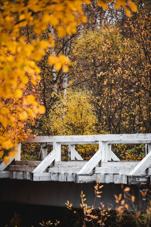 Yellow Bridge Tree Yellow Leaved Trees Near Wooden Bridge · Free Stock Photo