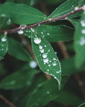 雨滴在生机勃勃的绿叶上闪闪发光，捕捉着大自然的清新本质