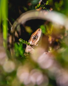 lizard photo
