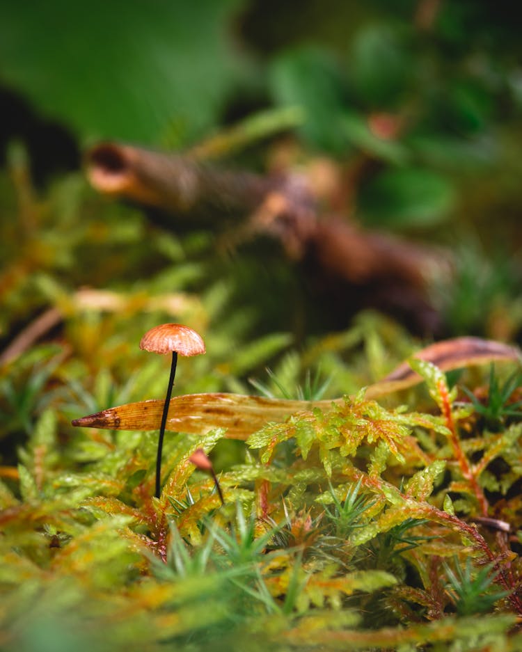 Close-up Of Fungi 