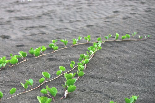 Free stock photo of beach plant, beach sand, enjoy weekend