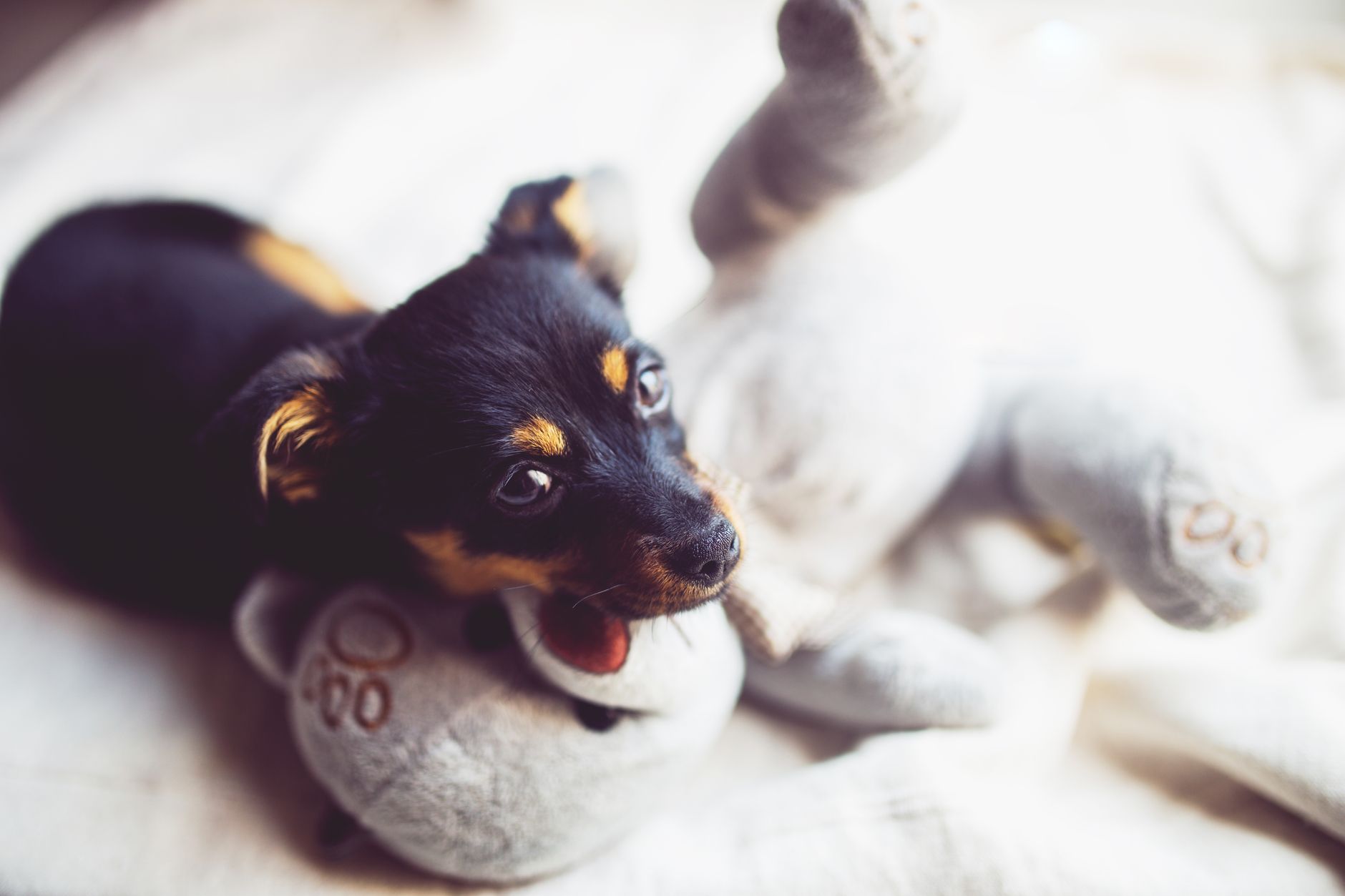 Healthcare and wellness consultation for a dog