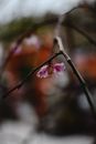 日本京都宁静的花园中，精致的粉红色梅花正悄然绽放