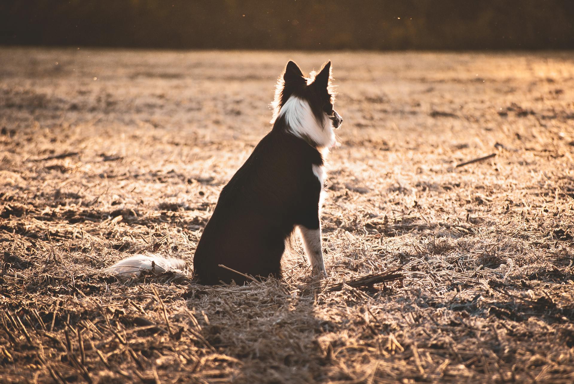 Collie de la frontière noir et blanc sur l'herbe brune