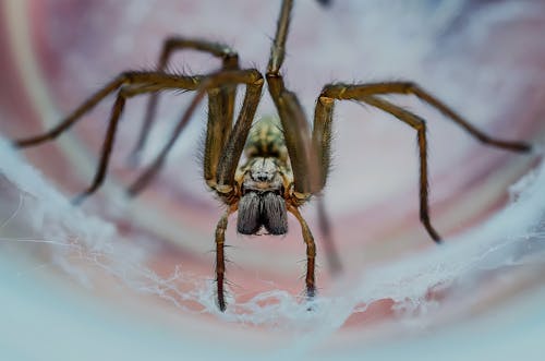 Close Up Shot of a Spider