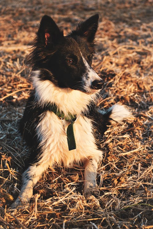Free  Border Collie Dog Lying on the Brown Grass Stock Photo