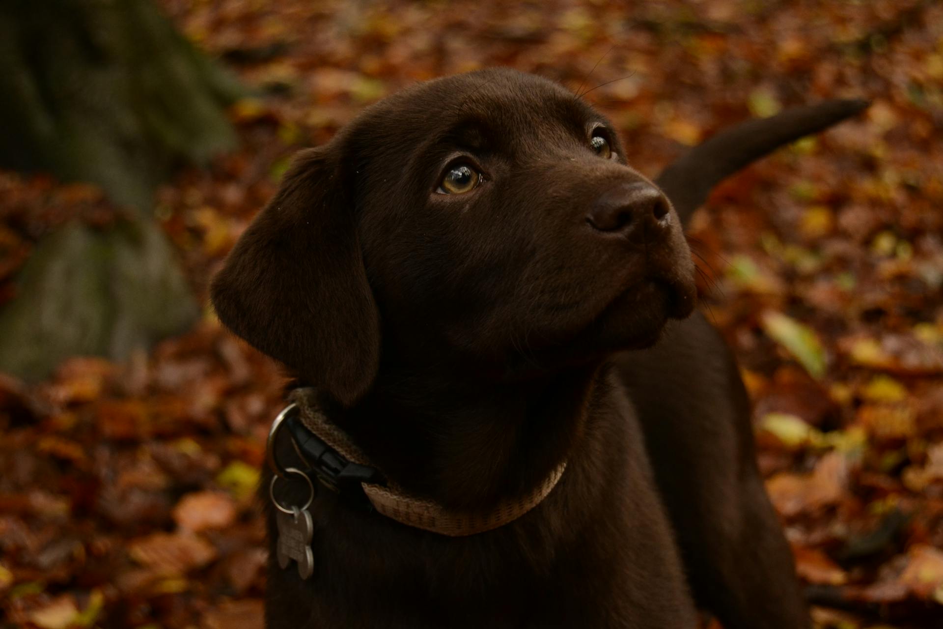 A Brown Labrador Retriever Looking Up