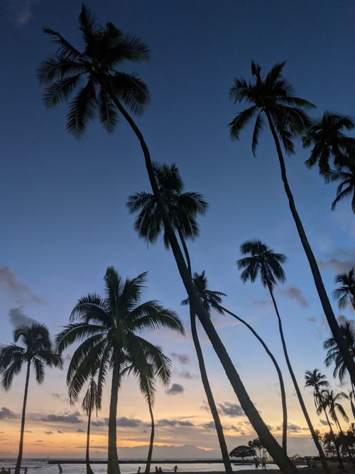 Free Silhouette of palm trees against a vibrant sunset sky, capturing twilight's serene beauty. Stock Photo