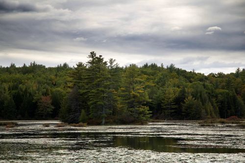 Free Serene forest view by a calm lake under a cloudy sky, showcasing natural tranquility. Stock Photo