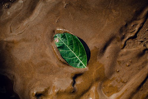 Green leaf with veins on wet sand