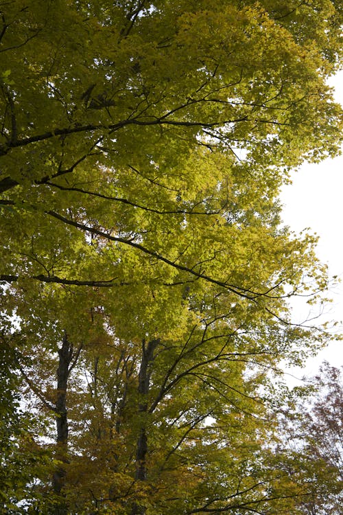 Green Leaf Tree