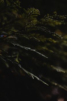 Captivating close-up of dark green fern branches in natural light, Japan.