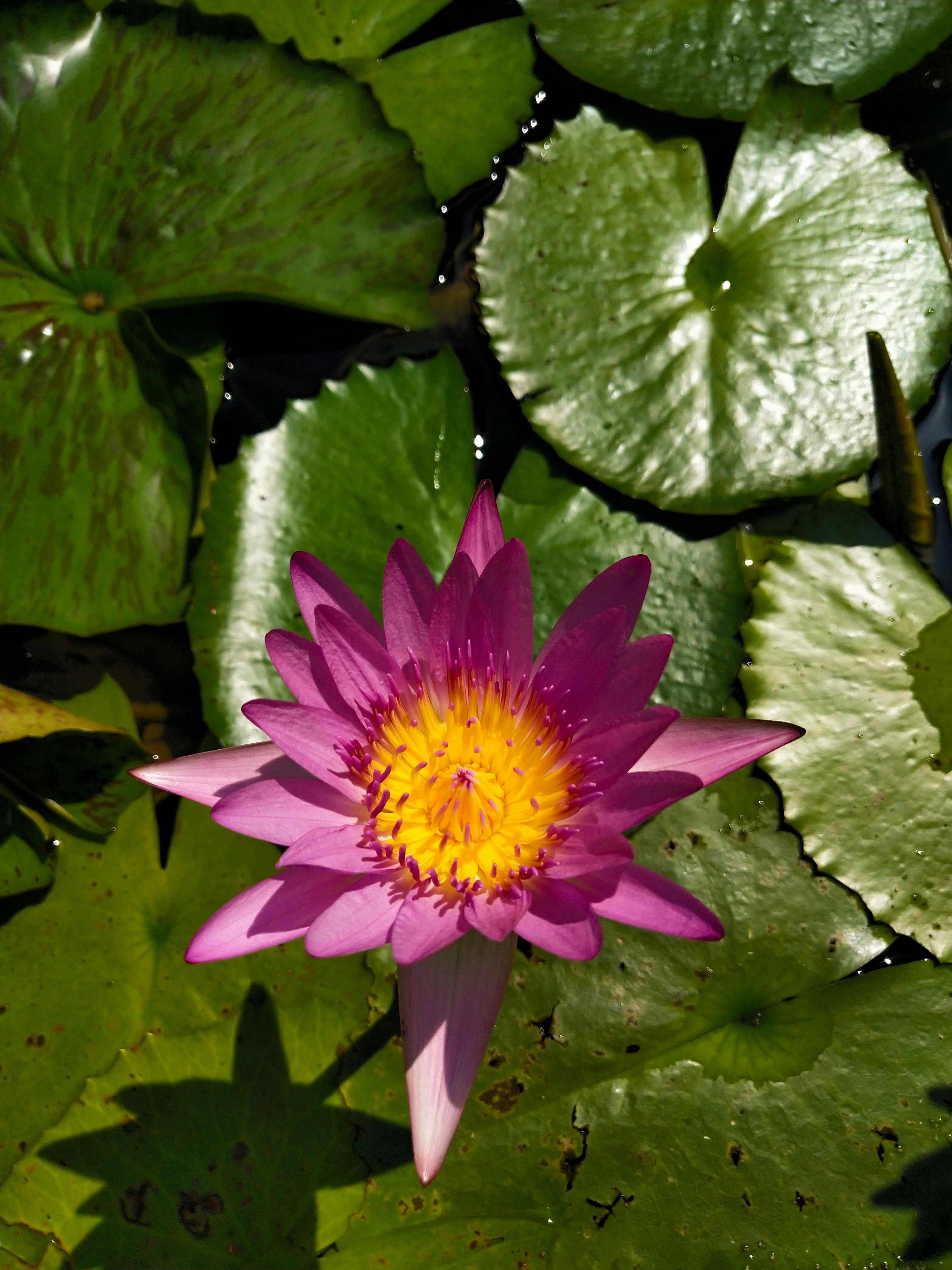 Laptop screen showing a video while a person writes in a notebook
