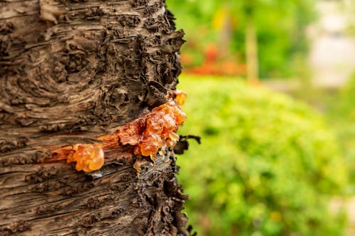 Close Up Shot of a Tree Trunk