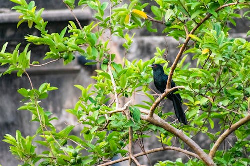 Black Bird on Green Plant