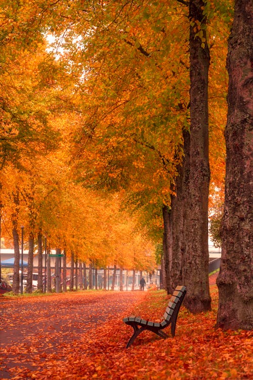 Fotobanka s bezplatnými fotkami na tému jeseň, lavička, Nemecko