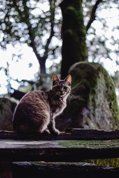 在日本京都，一只虎斑猫静静地坐在苔藓覆盖的岩石间