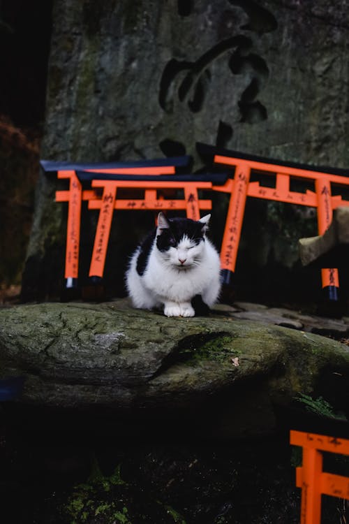 Fotobanka s bezplatnými fotkami na tému domáce zviera, fushimi inari-taisha, Japonsko