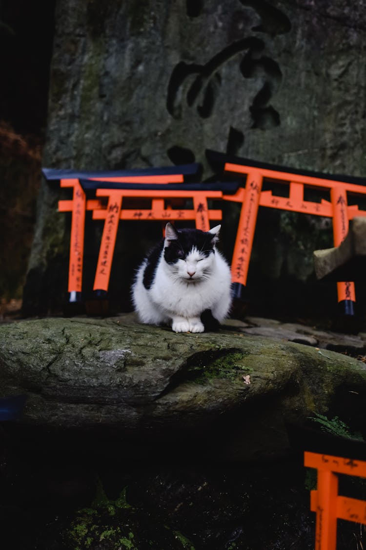 White And Black Cat On Gray Rock