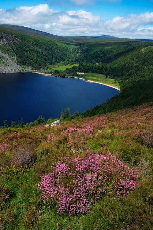 Kostnadsfri bild av buske, county wicklow, lough tay