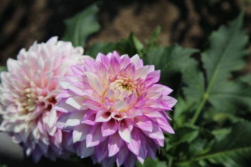 Free Beautiful close-up of vibrant dahlia flowers in full bloom against a lush green backdrop. Stock Photo