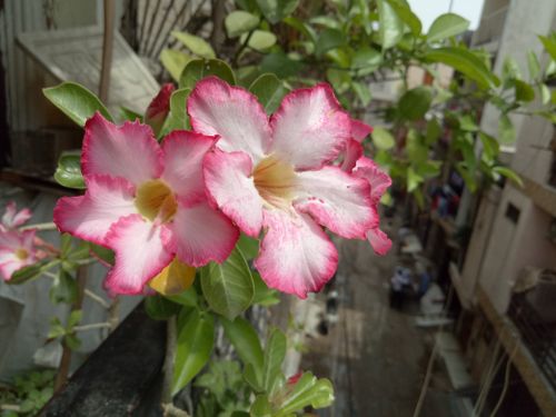 Free stock photo of apartment flowers, beautiful flowers, blooming flowers Stock Photo