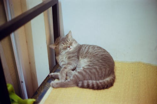 Gray Cat Lying on the Ground