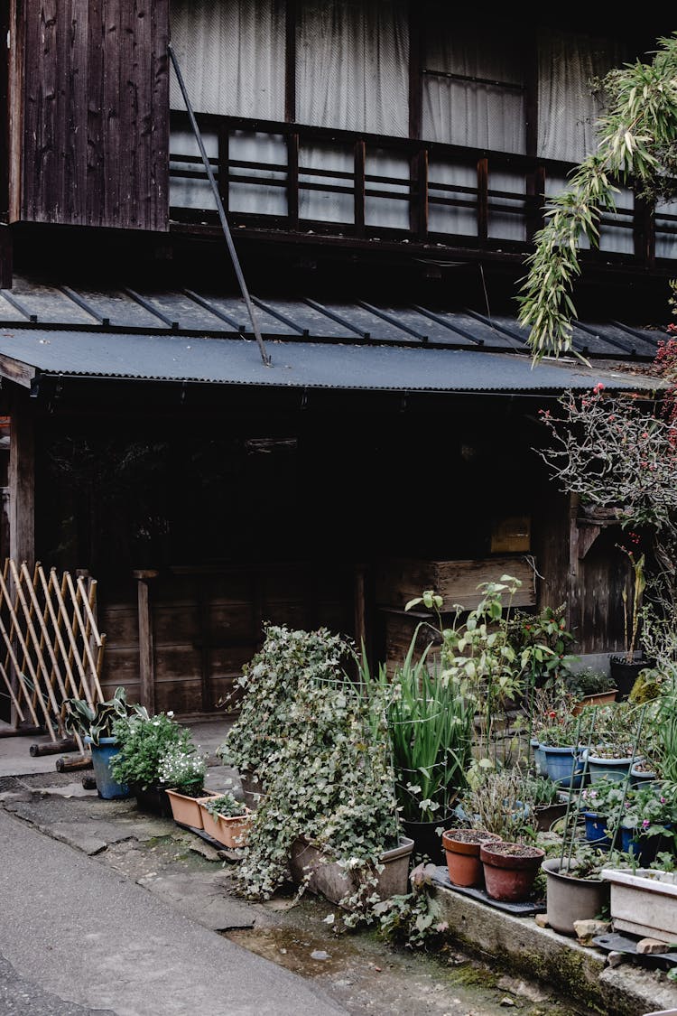 Potted Green Plants On The Street