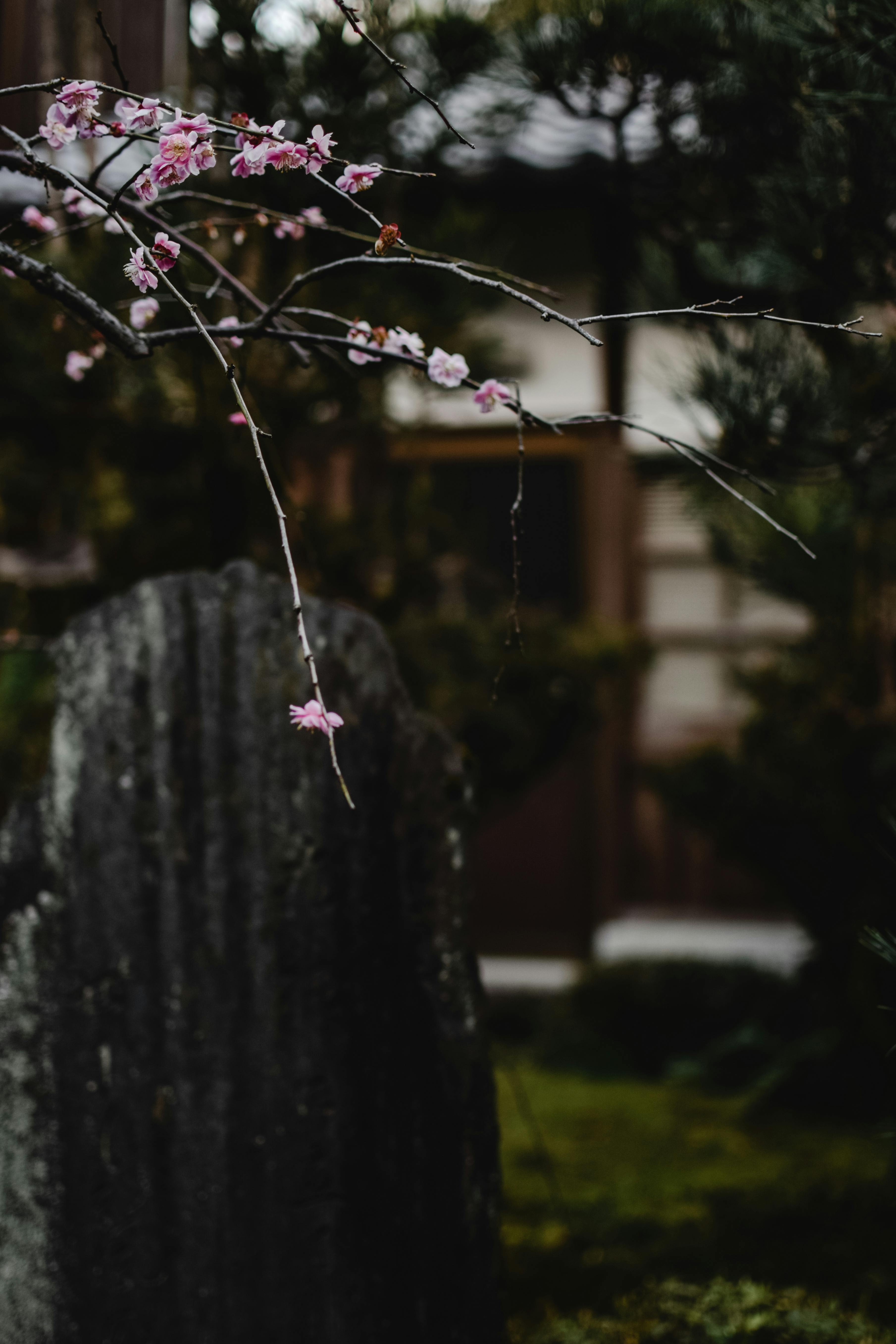 京都传统庭院中，樱花精致地绽放，尽显春日宁静之美
