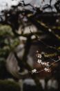 京都日本花园宁静的樱花特写