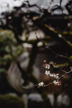 京都日本花园宁静的樱花特写