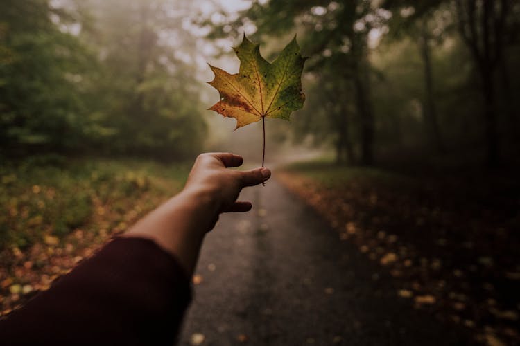 Hand With A Maple Leaf