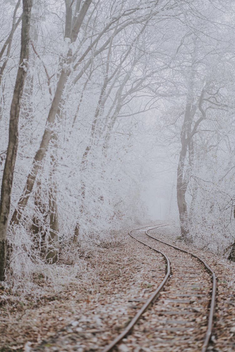 Railroad In Between Snow Covered Trees