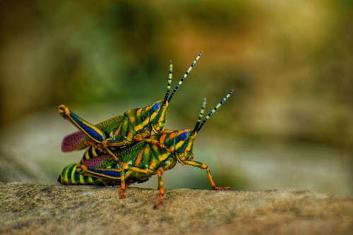 Close-up of Painted Grasshoppers