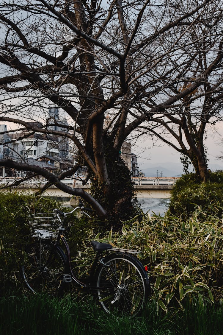 Bicycle Parked Beside The Leafless Tree