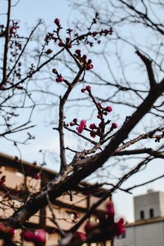 日本京都春天树枝上的樱花特写